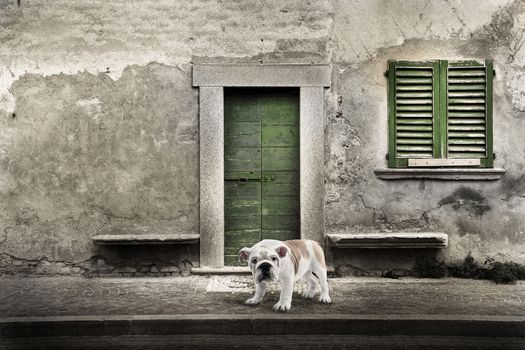 Watchdog in front of the house door
