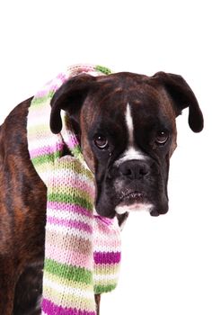 a Beautiful boxer on white background
