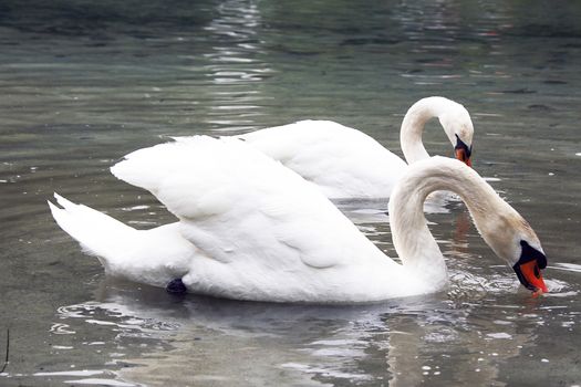 Wild Swans swimming in a pond