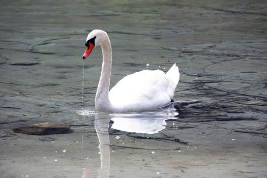 Wild Swan swimming in a pond