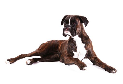 a Beautiful boxer on white background