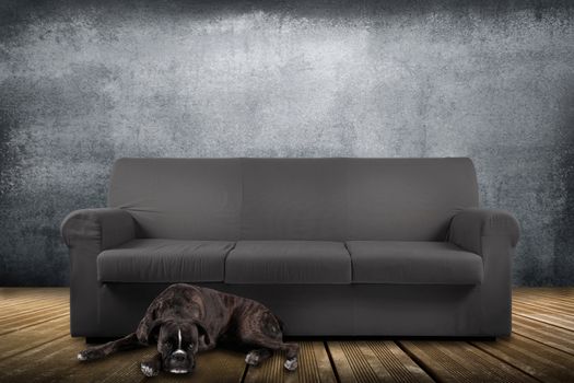 a Dog lying in front of sofa 