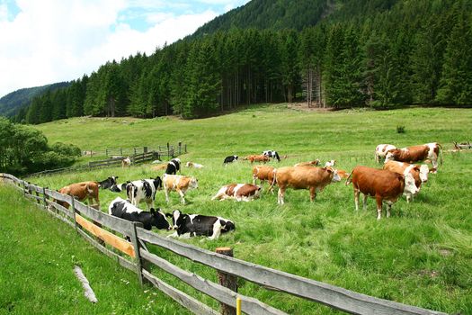 many calm cows on pasture