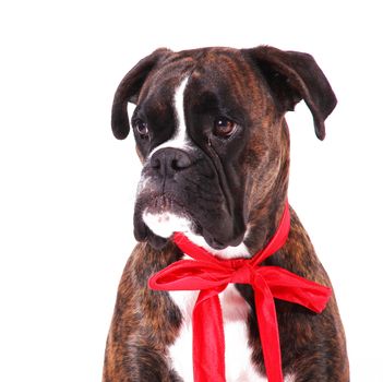 a Beautiful boxer on white background