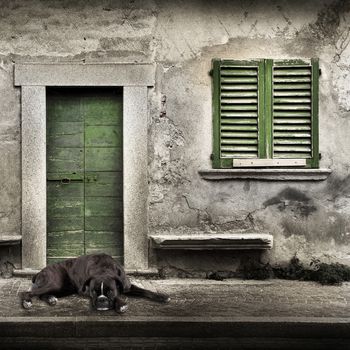 Watchdog in front of the house door