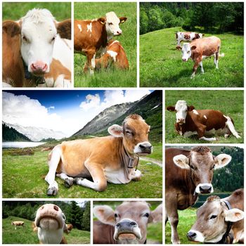 collage of cows on pasture
