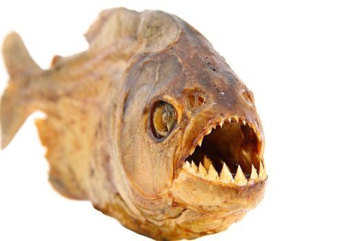 isolated embalmed piranha on white background