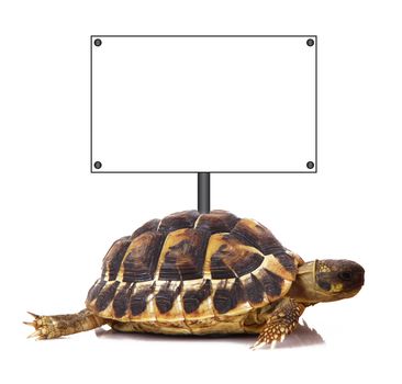Turtle with panel on back on white background
