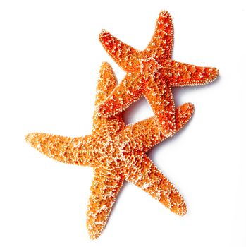 two starfish on white background