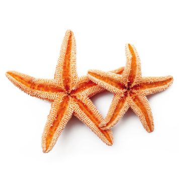 two starfish on white background