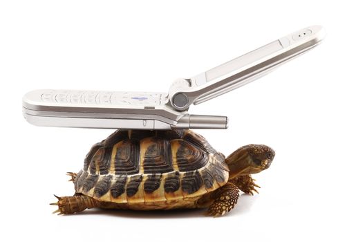 Turtle with phone on back on white background