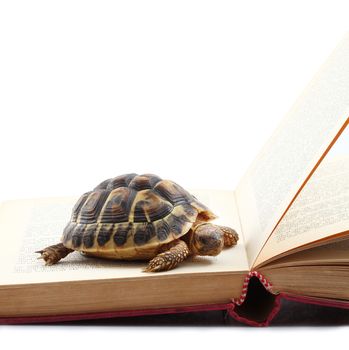 turtle reading a book on white background