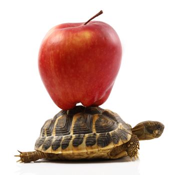 Turtle with apple on back on white background