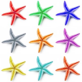 starfish collage on white background