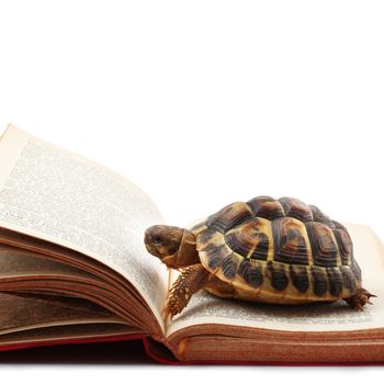 turtle reading a book on white background