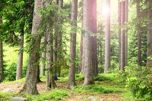 beautiful landscape of a forest