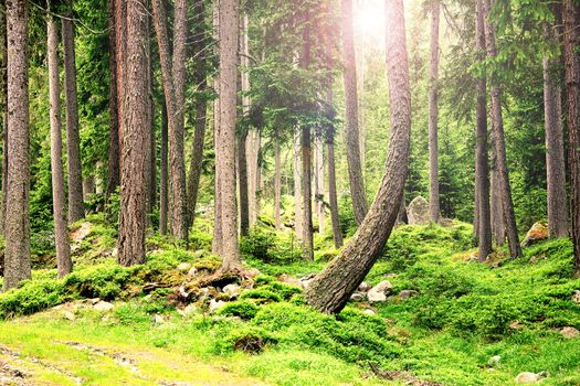 beautiful landscape of a forest