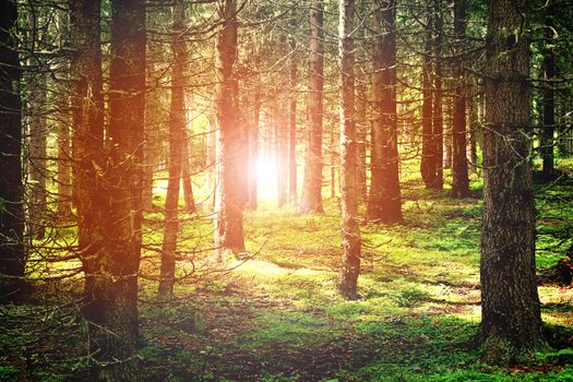 beautiful landscape of a forest
