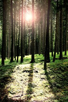 beautiful landscape of a forest