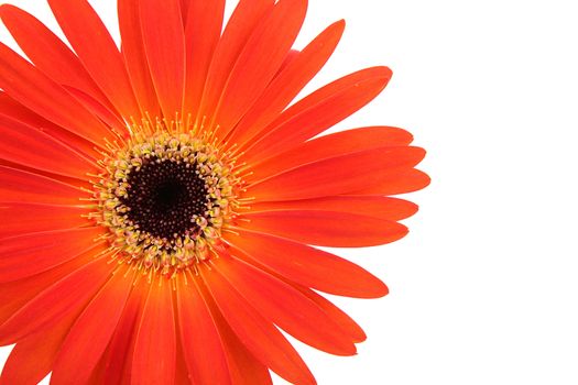 an orange flower on white background