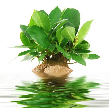 isolated bonsai tree in water on white background