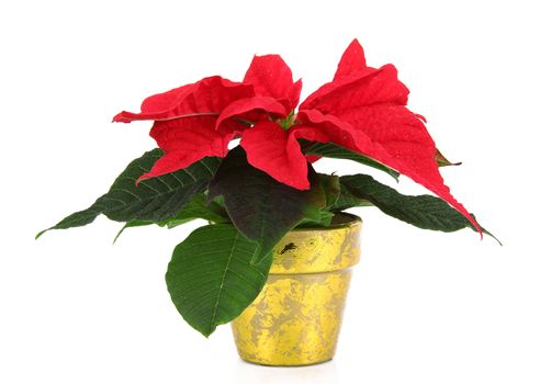 a Christmas star on white background
