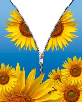 half sunflower on white background
