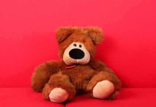 sweet puppet on red sofà