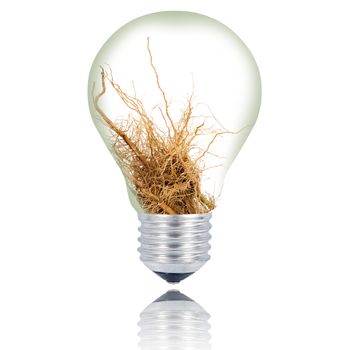 root light bulb on white background
