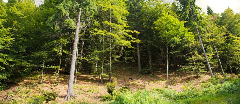 a quiet alpine forest landscape