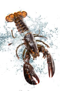 fresh common lobster falling in water