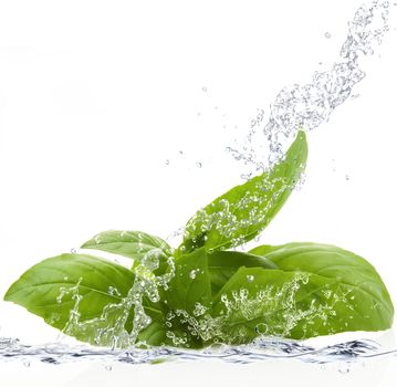 Fresh basil falling in pure water