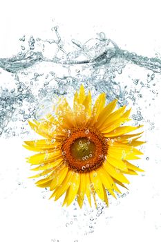 fresh sunflower falling in water