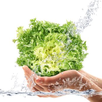 Fresh salade hand-held under fresh water