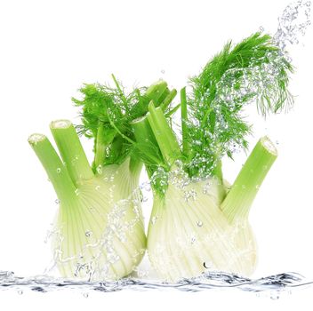 fresh fennel falling in pure water