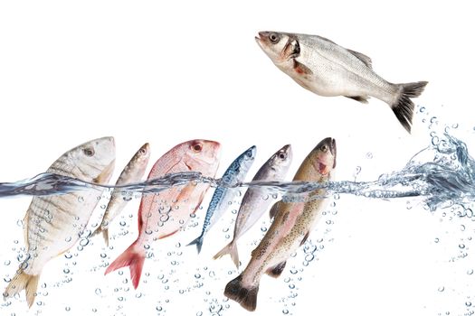 fresh fish falling in water