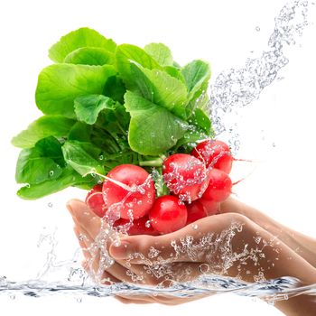 Fresh radishes hand-held under fresh water
