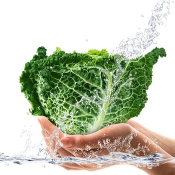 Fresh savoy cabbage hand-held under fresh water