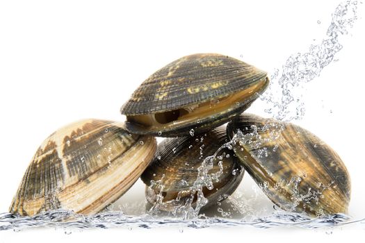 fresh clams falling in water