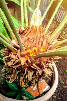 Green leaves of Japanese Sago palm tree Cycas revoluta the foliage cycad palm plant