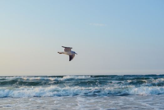 Sunset on the baltic sea with seagulls. Summer time. Golden hour.