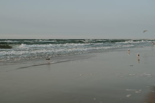 Sunset on the baltic sea with seagulls. Summer time. Golden hour.