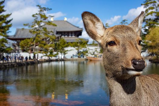 Close up of a deer with traditional building in the background in Nara Park, Japan.