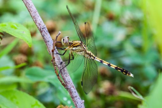 Close up of a dragonfly resting on a stick with lush green background.