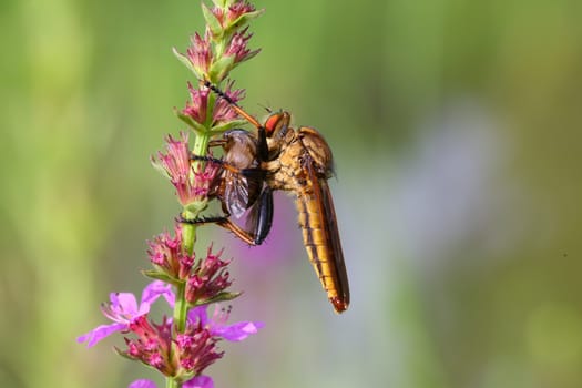 A robber fly sitting on a flower and eating his catch.