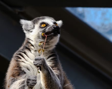 A lemur (Lemuroidea) soaks up the sun in Kobe, Japan.