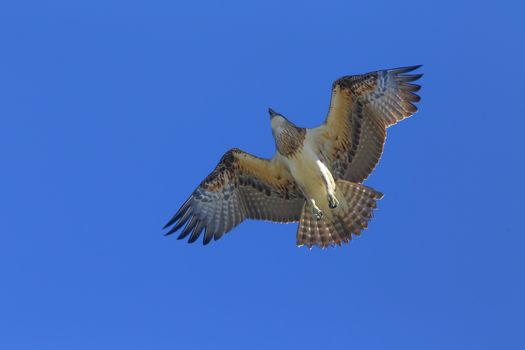 An eastern osprey (Pandion cristatus) soaring overhead.