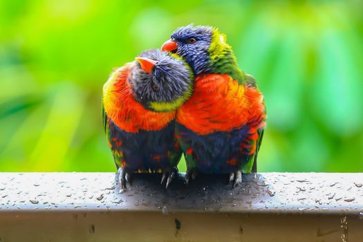 A pair of wild rainbow lorikeets preening each other after the rain.