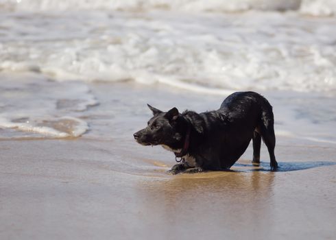 Black dog playing, waiting intently at the beach - Gold Coast, Australia.