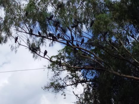 some birds on a branch